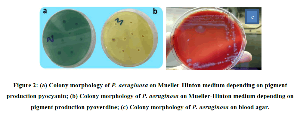 morphology